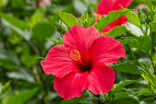 Flor de hibisco